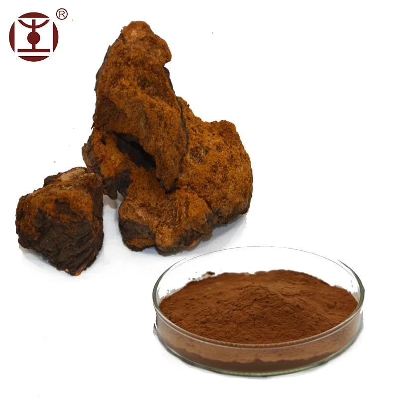 Factory Supply Natural Plant; Chaga Extract Powder; Chaga Mushroom; Inonotus Obliquus Extract