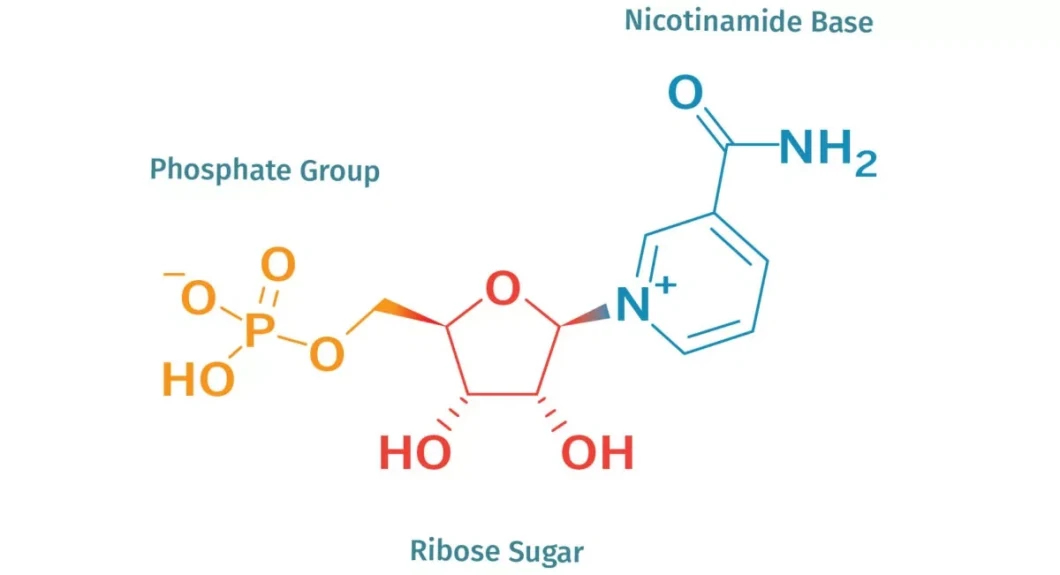 Nmn (β - Nicotinamide mononucleotide) Natural Herbal Plant Extract Purity ≥ 99%